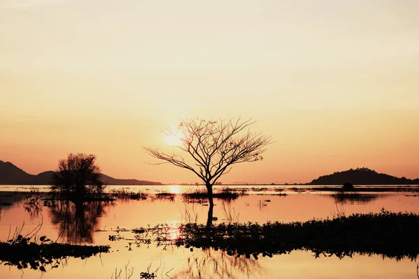 Baum Wasser Der Berg Und Die Sonne Sind Zurück Baum — Stockfoto
