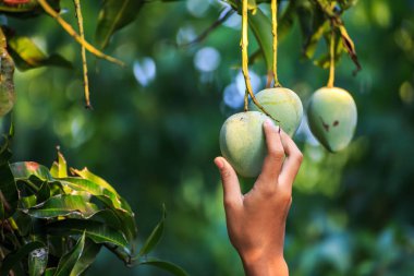 Organik çiftlikte mango toplayan çiftçi