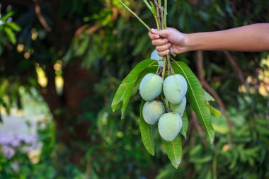 Organik çiftlikte mango toplayan çiftçi