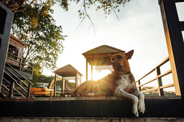 Chien Assis Sur Architecture Bois Dans Parc — Photo