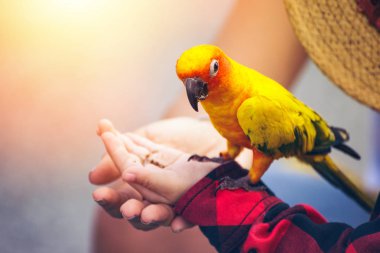 Çocuklar parkta bir kuş için yiyecek vermek.