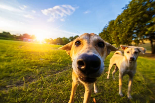 Chien Dans Parc Public Avec Soleil Nuage — Photo