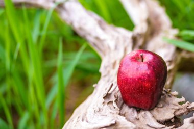 Ahşap üzerine bir elma.