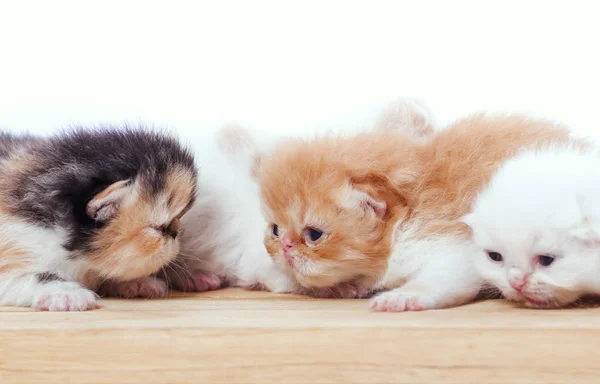 Kittens Houten Doos — Stockfoto