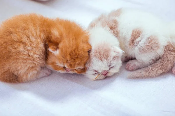 Los Gatitos Sobre Suelo Blanco — Foto de Stock