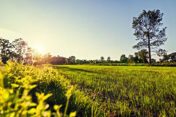 Kleines Grünes Feld Und Blauer Himmel Goldenen Stunden — Stockfoto