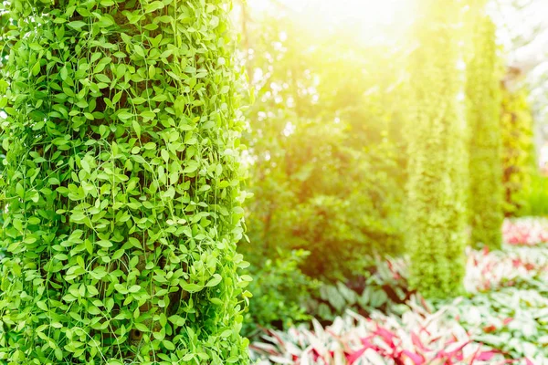 Ivy Sur Poteau Clôture Vapeur Dans Soleil Matin — Photo