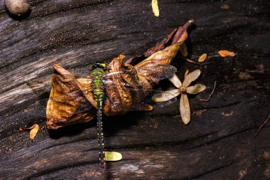 Makro yusufçuk ormana odun.