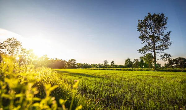 小さな緑の野原と青空 — ストック写真