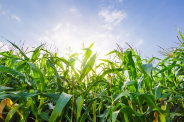 Yeşil mısır sapı alanındaki tarih