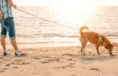 Sahilde günbatımı zamanı ile köpek.
