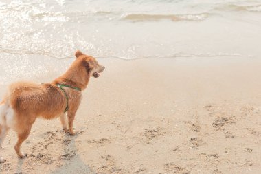Sahilde günbatımı zamanı ile köpek.