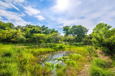 ormandaki göl güneşli gün.