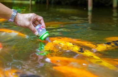 birlikte yemek için rekabet kalabalık süslü sazan.