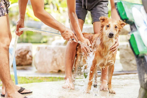 Chuveiro Proprietário Limpar Cão Jardim — Fotografia de Stock