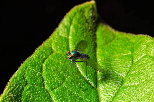 Serangga Makro Pada Daun Hijau — Stok Foto