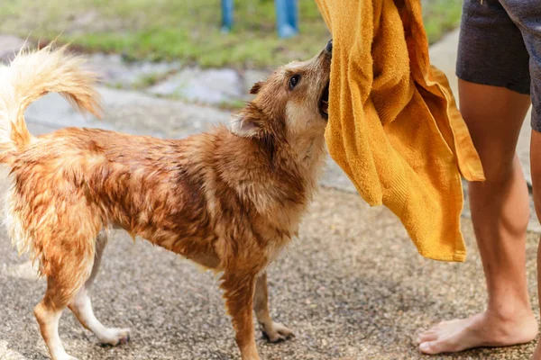 Sécher Chien Avec Une Serviette Après Bain — Photo