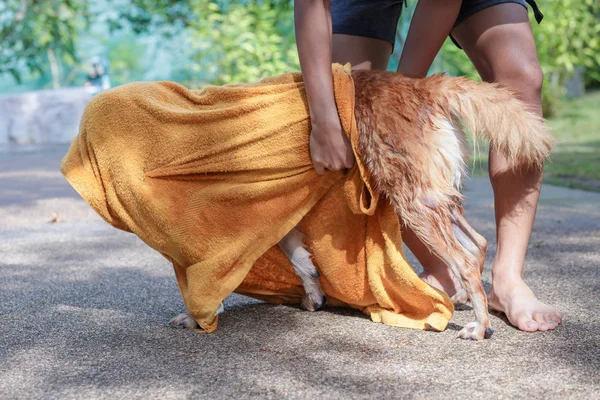 Secagem Cão Com Uma Toalha Após Banho — Fotografia de Stock