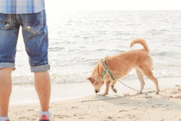 Chien Sur Plage Avec Heure Coucher Soleil — Photo