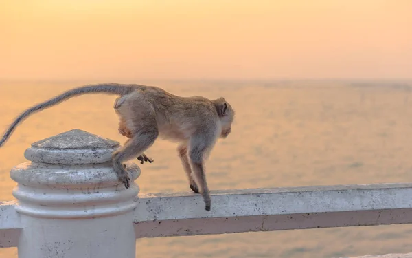 Mono Caminando Por Valla —  Fotos de Stock