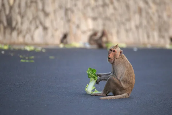 Niño Mono Come Comida Camino —  Fotos de Stock