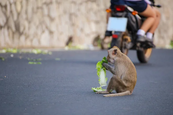 Niño Mono Come Comida Camino —  Fotos de Stock