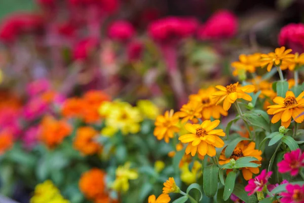 Little  flower color white, red, purple and orange  in the flowers farm.