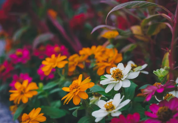 Petite Couleur Fleur Blanc Rouge Violet Orange Dans Ferme Fleurs — Photo