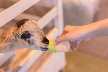 Hayvanat bahçesinde şirin keçi sütü biberonla beslemek. 
