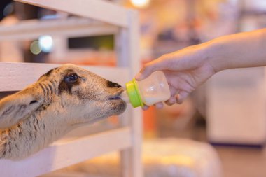 Hayvanat bahçesinde şirin keçi sütü biberonla beslemek. 
