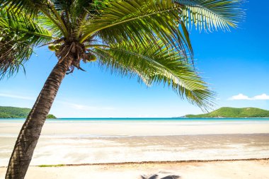 ağaç, Hindistan cevizi hindistan cevizi ağacı kümesinde hakkında taze hindistan cevizi.