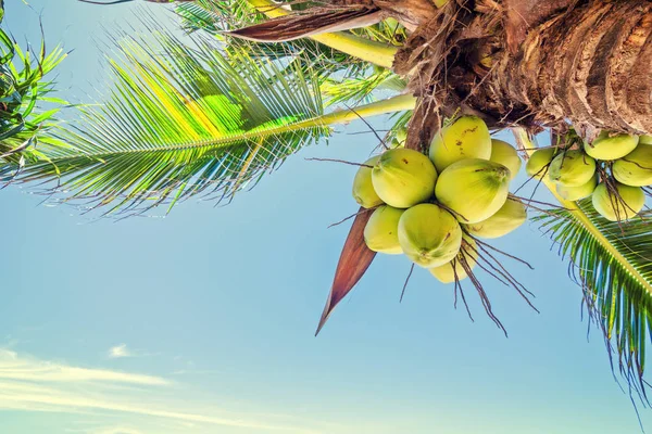 Cocco Fresco Sull Albero Grappolo Cocco Sull Albero Cocco — Foto Stock