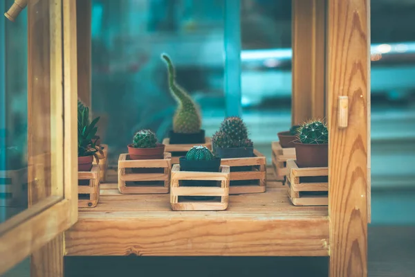 Cactus Shelves Coffee Shop — Stock Photo, Image