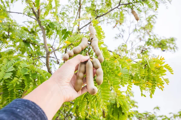 Hand famer picking tamarind from tree in garden fruit.