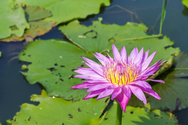 Fleur Lotus Dans Étang — Photo