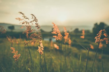 Kırmızı çimen çiçek ve güneş ışığı backgroud vardır.