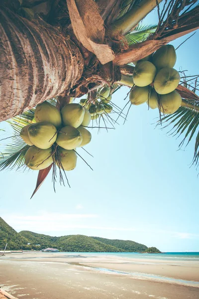 Cocco Fresco Sull Albero Grappolo Cocco Sull Albero Cocco — Foto Stock