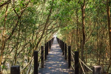 Mangrove ormandaki ormanda ahşap köprü