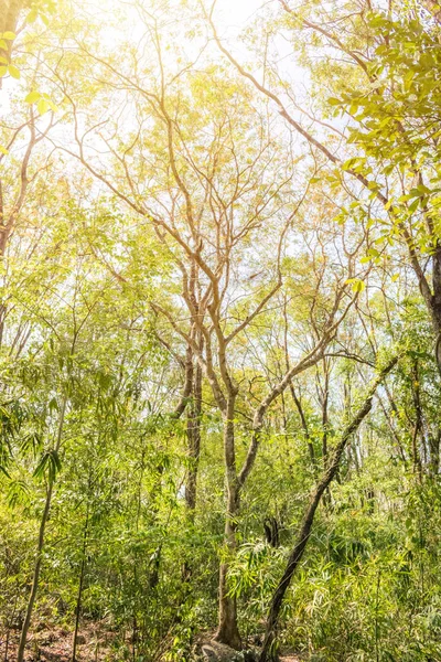 Árbol Verde Del Bosque Luz Solar — Foto de Stock