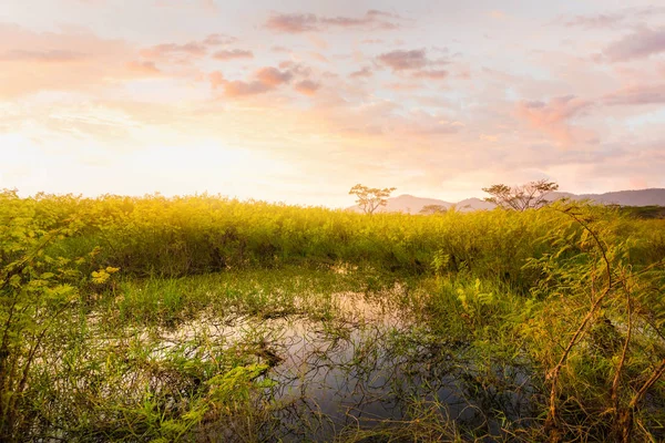 Paisaje Pequeño Árbol Crece Estanque Agua Puesta Sol Con Una — Foto de Stock