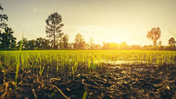 Das Kleine Grüne Feld Wächst Auf Dem Boden Und Sonnenaufgang — Stockfoto