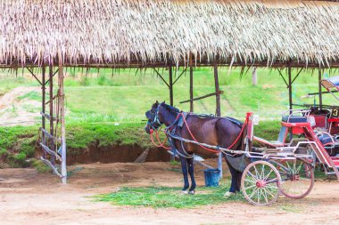 At ve eski çiftlik güzel bir eski arabaya.