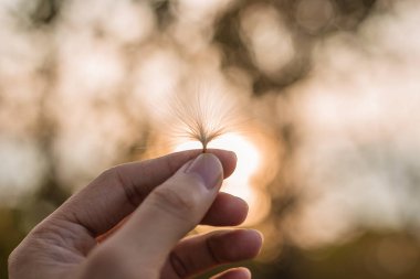 El tutun tohum çiçek ve ağaç arka plan bulanıklık. Arka plan kavramı.