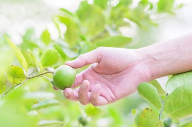 El çiftçi almak limon limon ağacından.