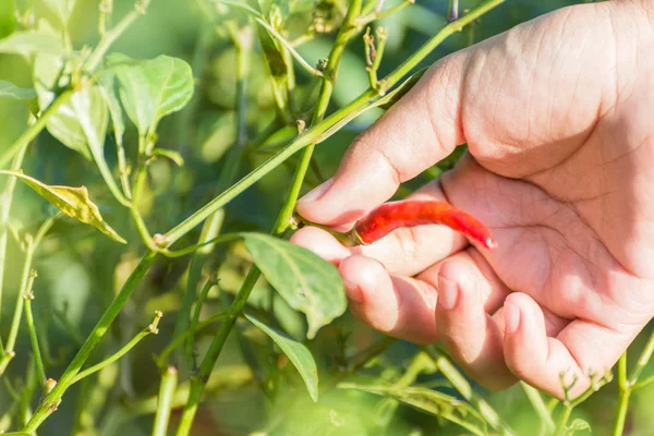 Hand Pick Chili Farm Morning — Stock Photo, Image