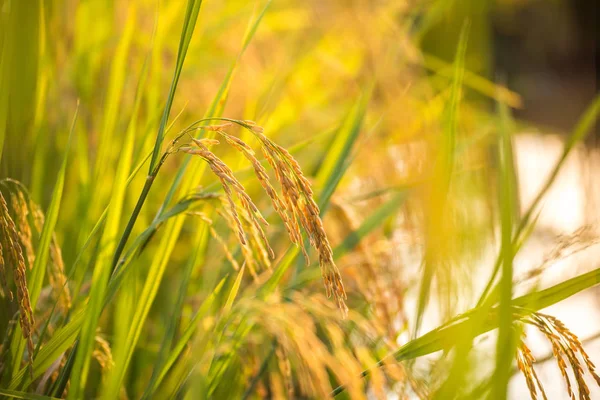 Close Arroz Dourado Folhas Verdes Agricultura — Fotografia de Stock