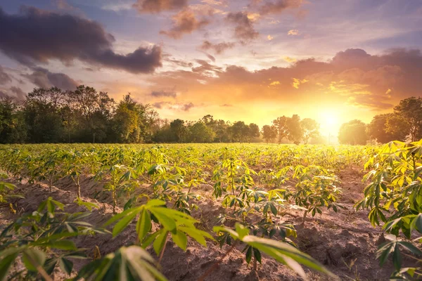 Tapioka Farm Kartoffelfarm Tapiokaplantage Landwirtschaftlicher Hintergrund — Stockfoto