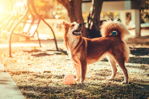 Chien Jouant Avec Jouet Sur Sol Maison — Photo