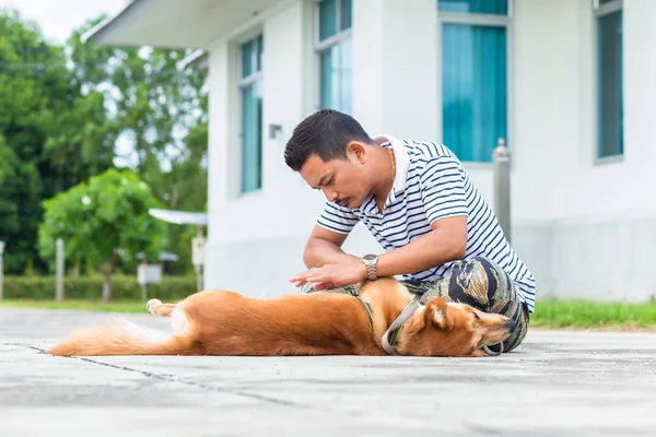 Hände Mann Findet Flohzecke Auf Hundehaut — Stockfoto
