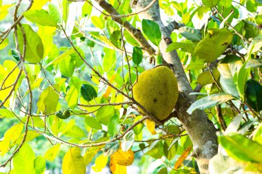 Nefesi lezzetli tatlı meyve var. Nefesi ağaç ve genç Jackfruits